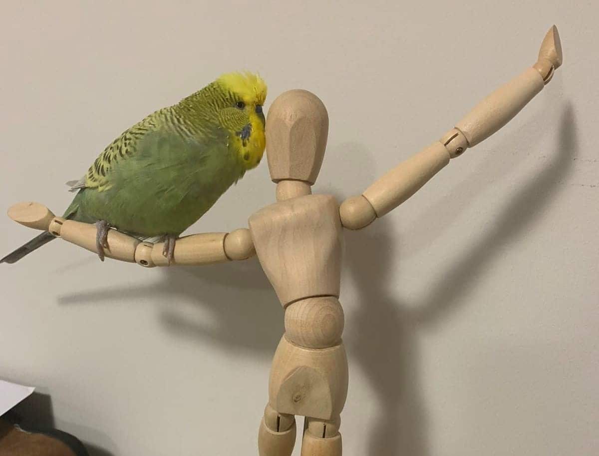 Budgie