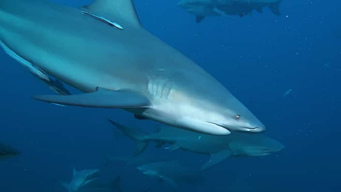 Bull Shark