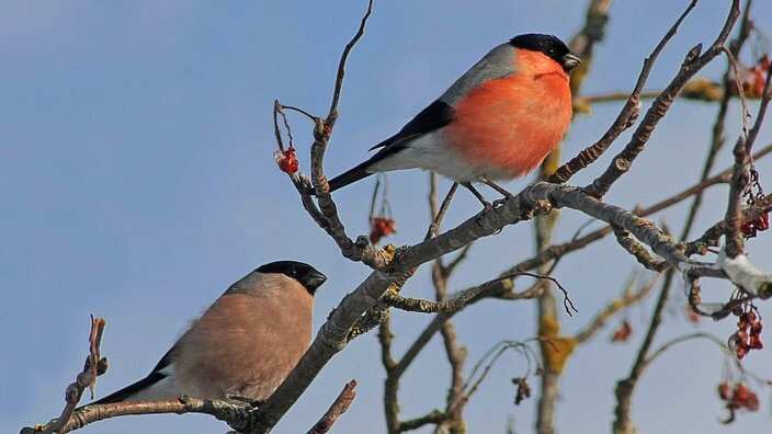 endangered birds