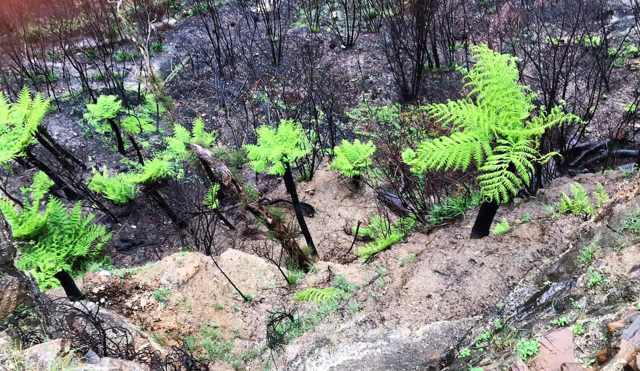 Dopo gli incendi boschivi, la natura rifiorisce sulle Blue Mountains.