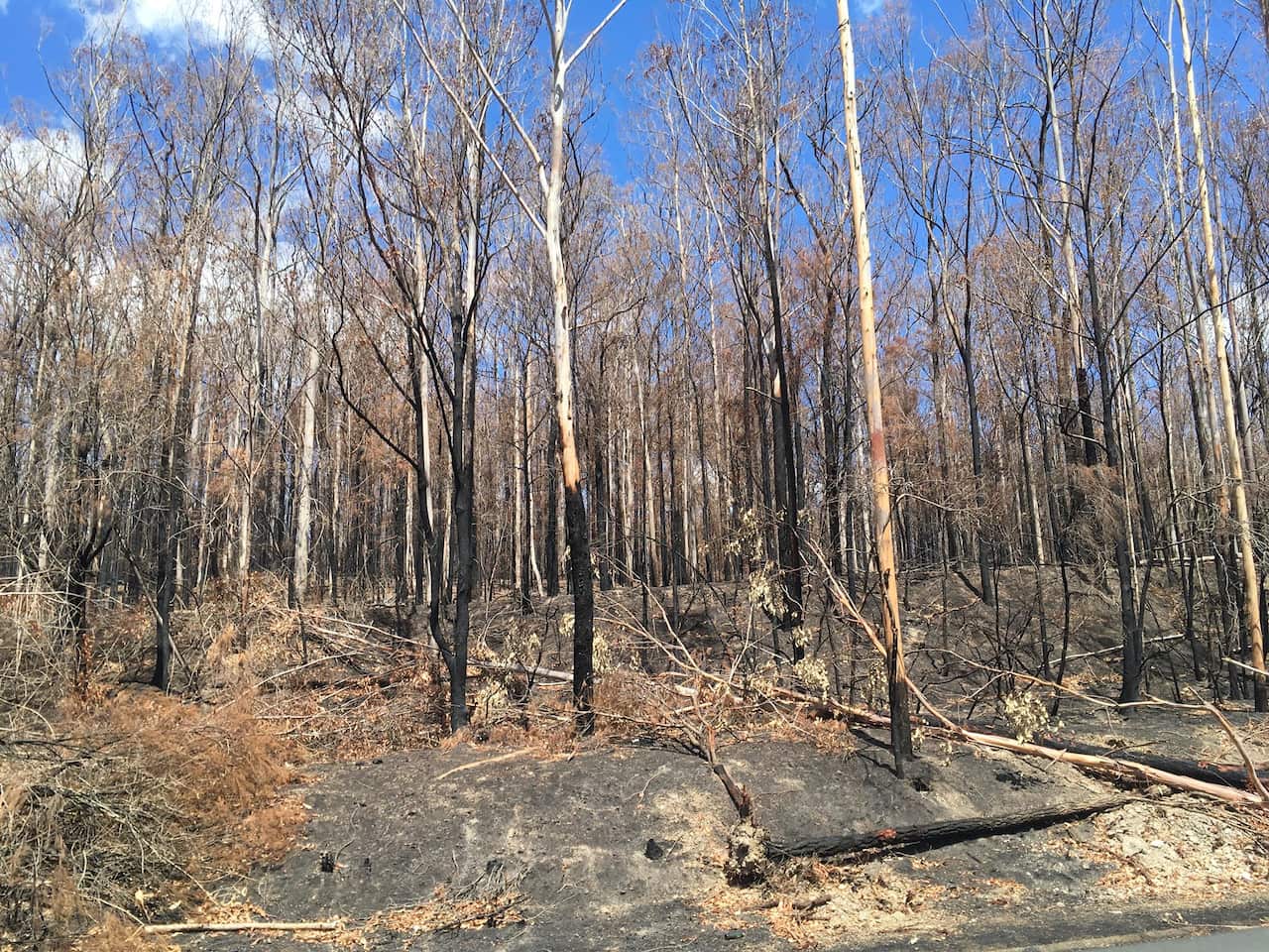 a picture taken by carol showing how the fence of bush has been destroy by the bushfire.
