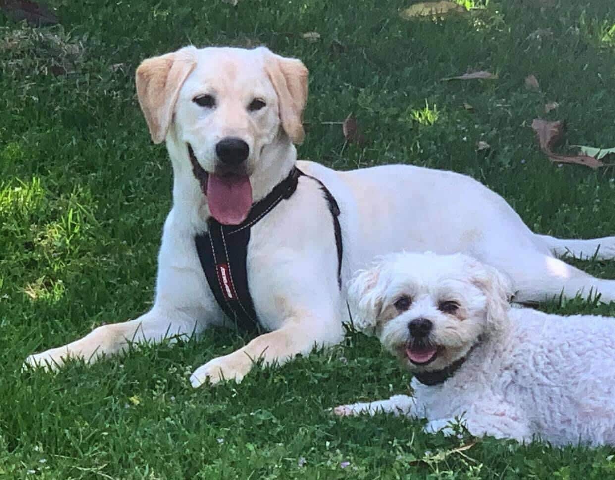 Dogs