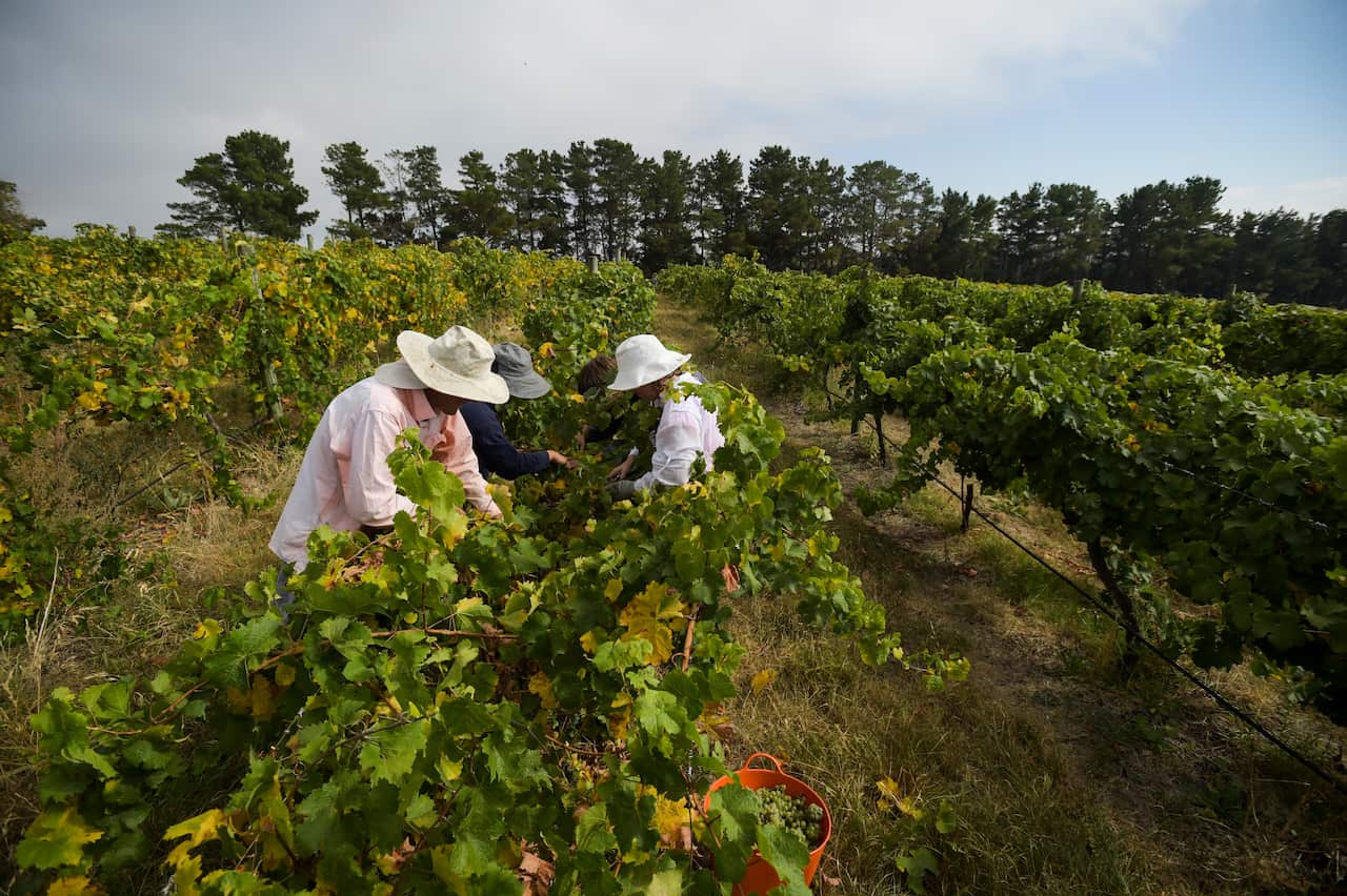 Seasonal workers pick Riesling grapes at Surveyor's Hill vineyard outside Canberra.