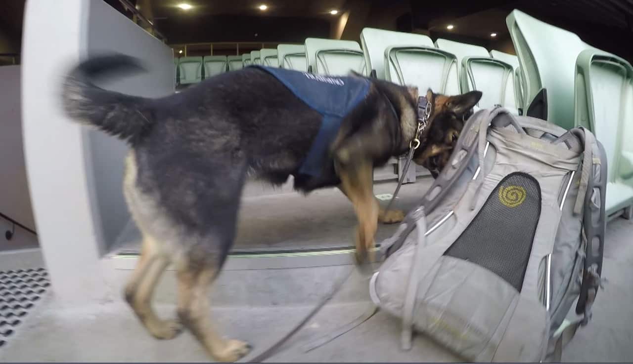 Sniffer dogs carry out routine searches at the MCG.