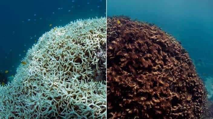 Before, March 2016 (left) and after May 2016, coral bleaching and death at Lizard Island on Australia's Great Barrier Reef