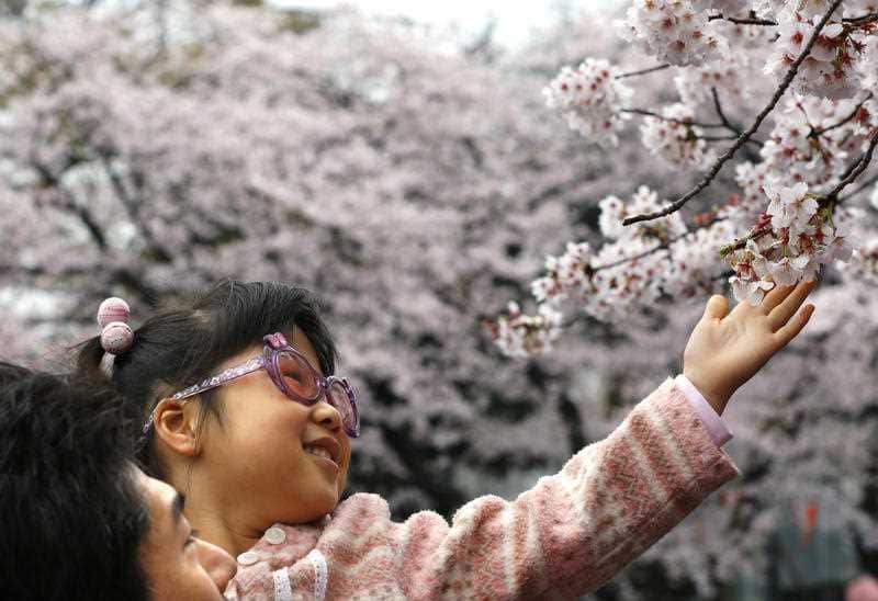 A girl is helped to look close at cherry blossoms at Ueno Park in Tokyo, Sunday, April 3, 2016. (AP)