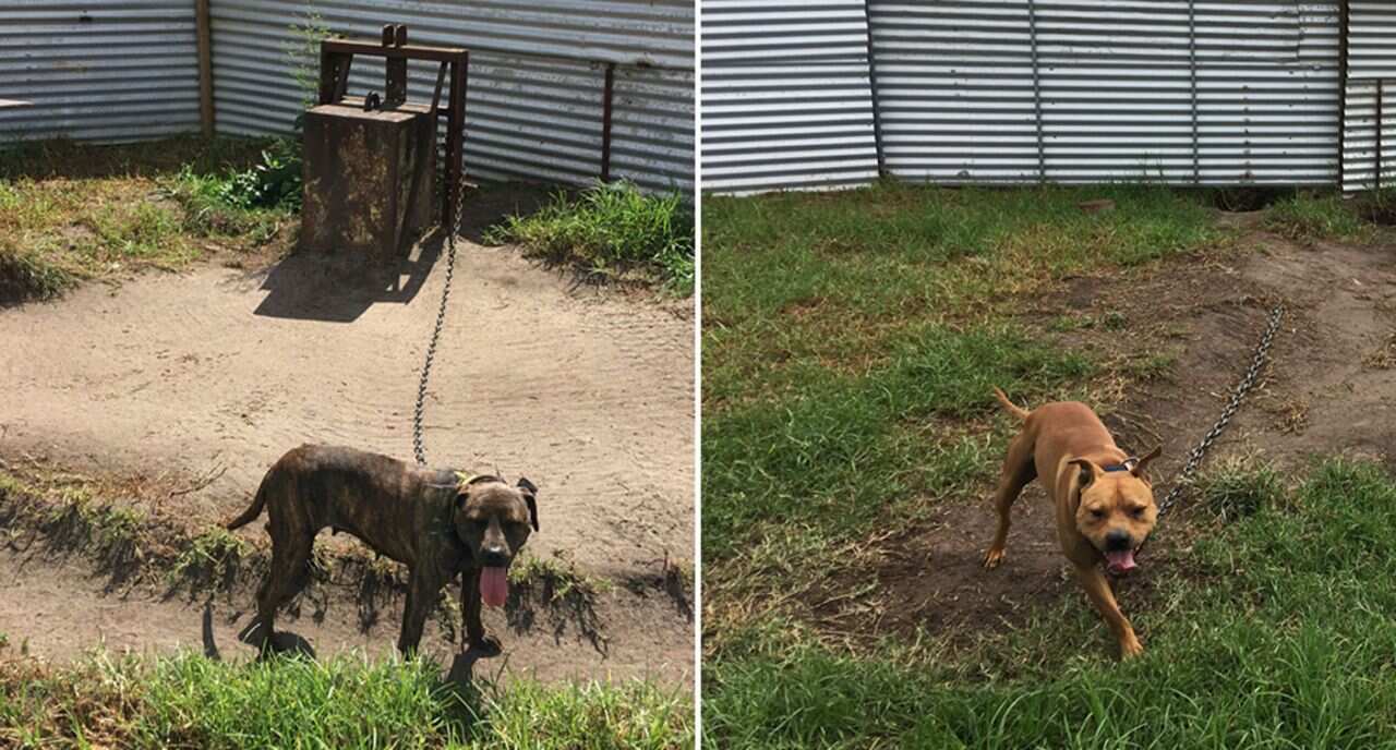 Two dogs were seized by the RSPCA from Jarred Trenear's Mount Cotton home. 