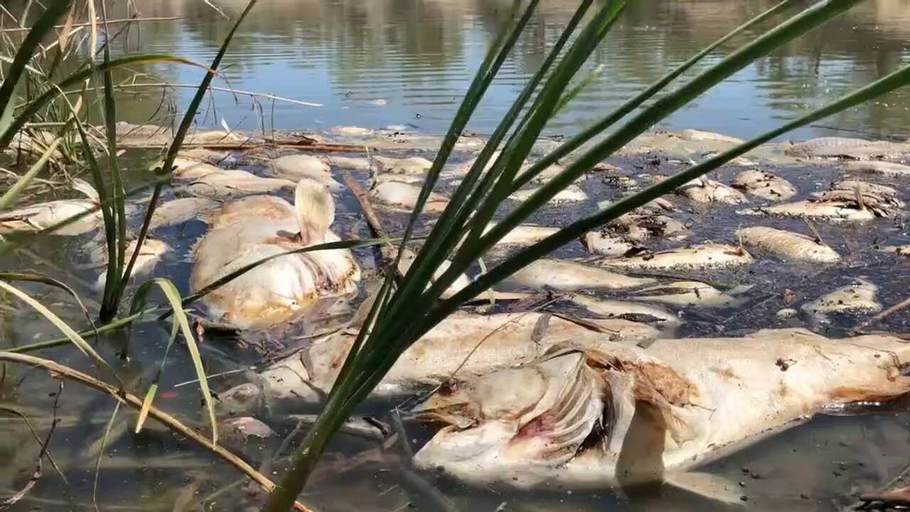 The review will look at why the fish died and how future deaths can be avoided within the parameters of the Murray-Darling Basin Plan.