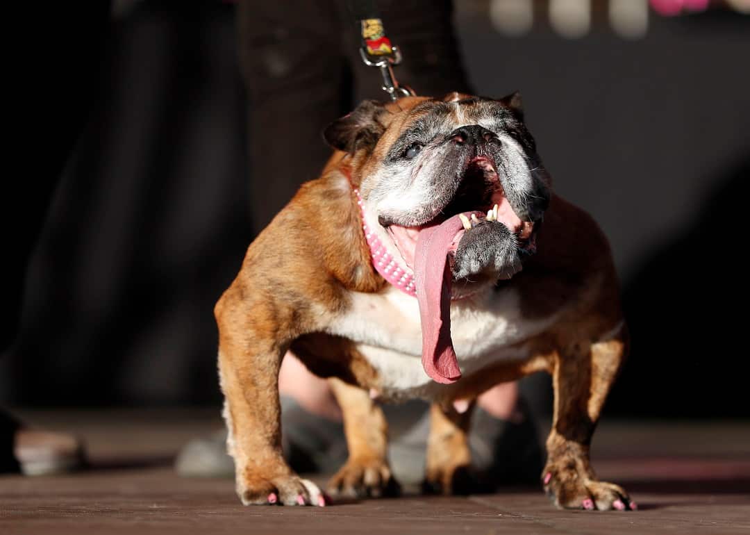 Zsa Zsa, an English Bulldog from Minnesota, wins the 2018 World's Ugliest Dog Contest.