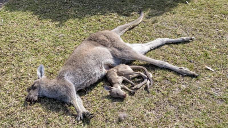 A dead kangaroo and its dead joey after the attack.