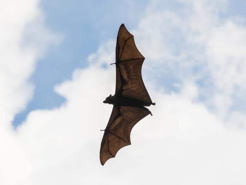 A file image of a flying fox i