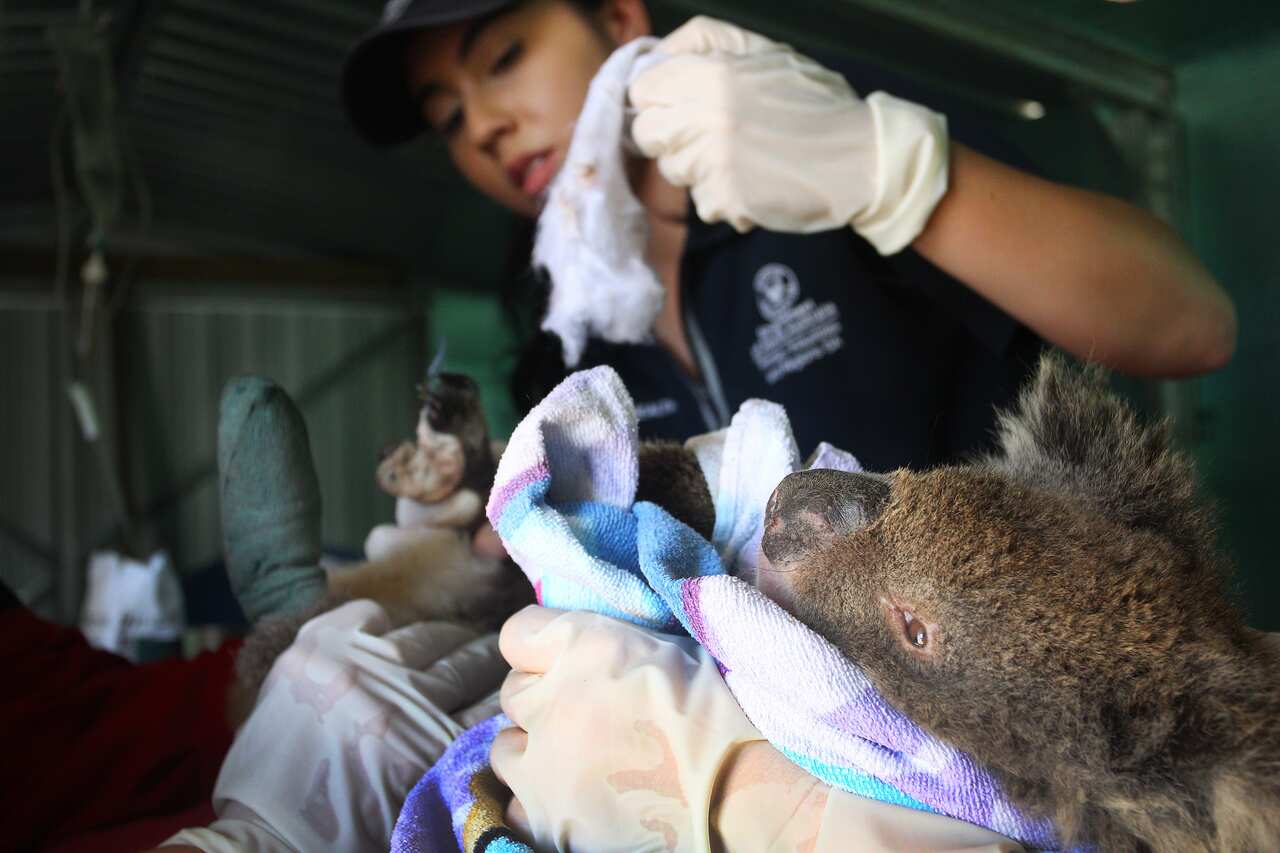 Veterinarian Angela Scott treats a koala for bushfire burns at the Kangaroo Island Wildlife Park on 8 January, 2020.