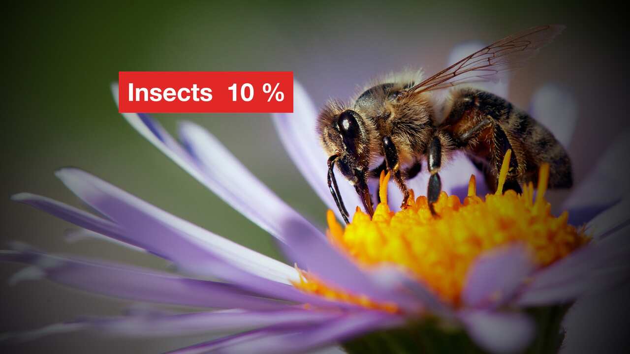10 per cent of insects are threatened with extinction.