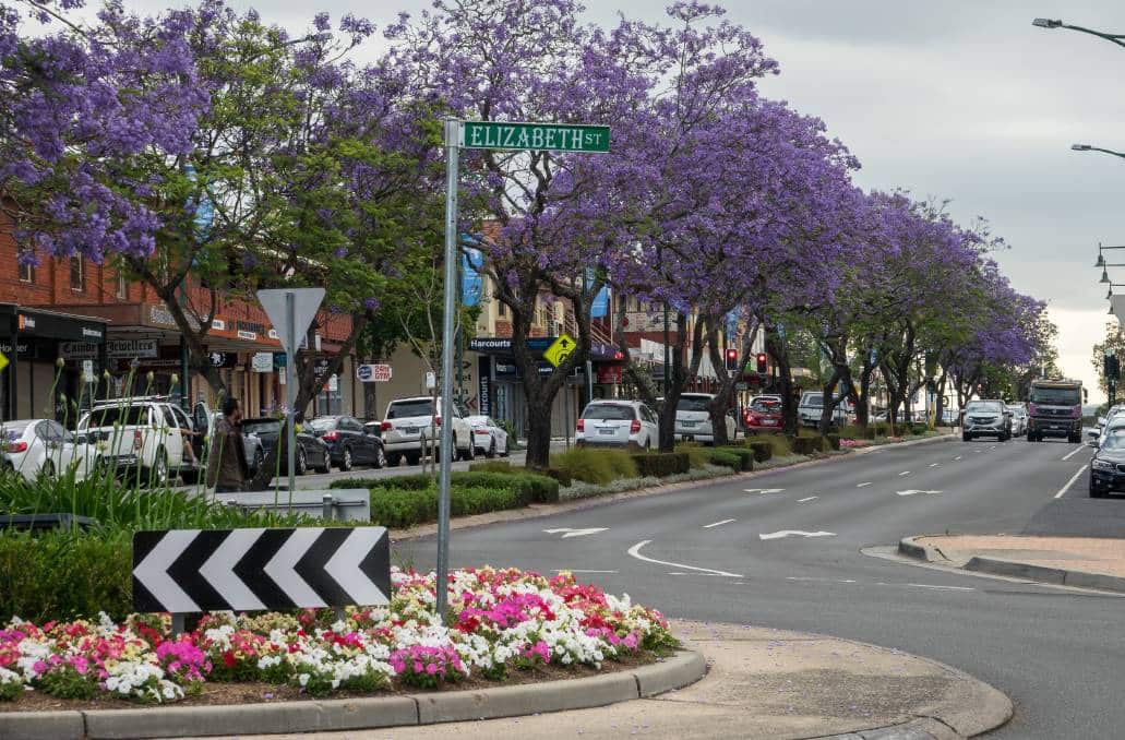 Jacaranda in Camden