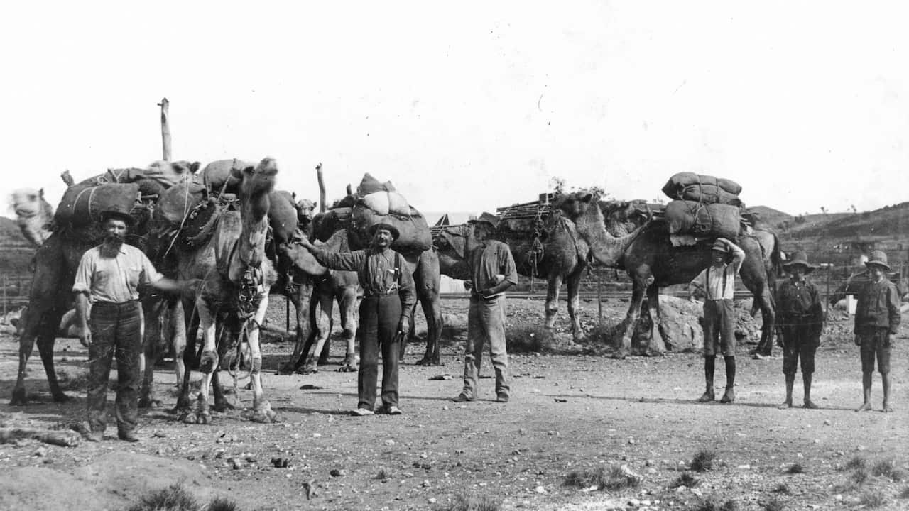 Camels transporting goods