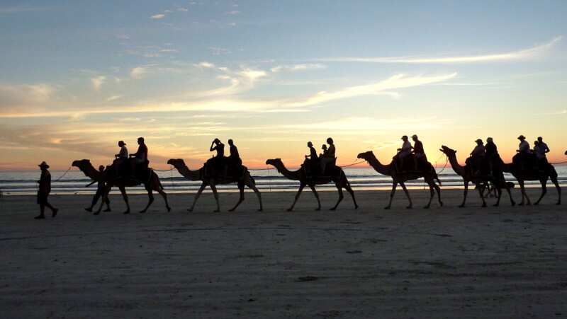 Camels on Cable Beach - Broome