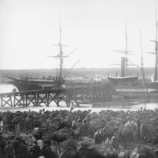 Camels unloading at Adelaide port