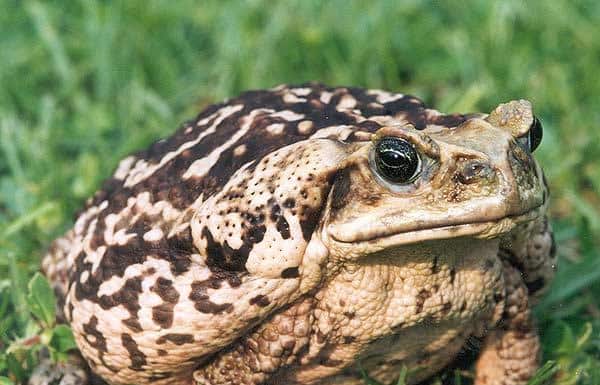 Il rospo della canna da zucchero