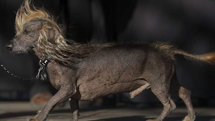 Himisaboo, Chinese Crested and Dachshund mix, walks onstage during the World's Ugliest Dog Contest at the Sonoma-Marin Fair in Petaluma, Calif., Saturday, June 23, 2018. (AP Photo/Jeff Chiu)