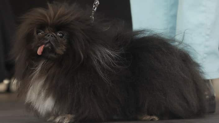 Wild Thang, a Pekingese, stands on stage during the World's Ugliest Dog Contest at the Sonoma-Marin Fair in Petaluma, Calif., Saturday, June 23, 2018. (AP Photo/Jeff Chiu)