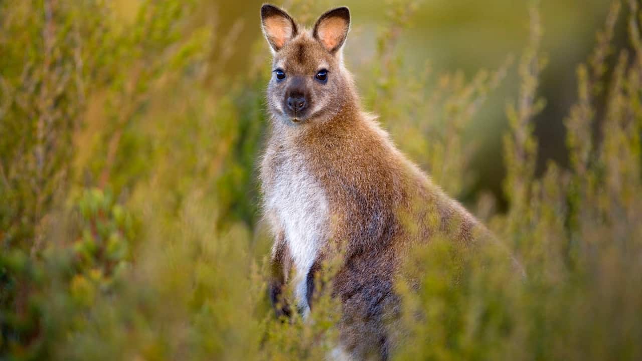 Red-necked / Bennett's Wallaby - adult standing (Macropus rufogriseus rufogriseus) Red-necked / Bennett's Wallaby - adult standing (Macropus rufogriseus rufogriseus) 
