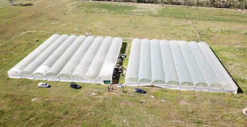 Queensland Police have seized 11,795 cannabis plants following a raid on an Esk property.