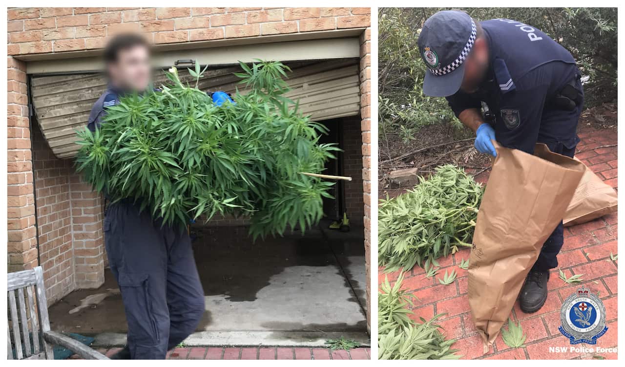 part of an investigation into large-scale cannabis cultivation in Sydney.