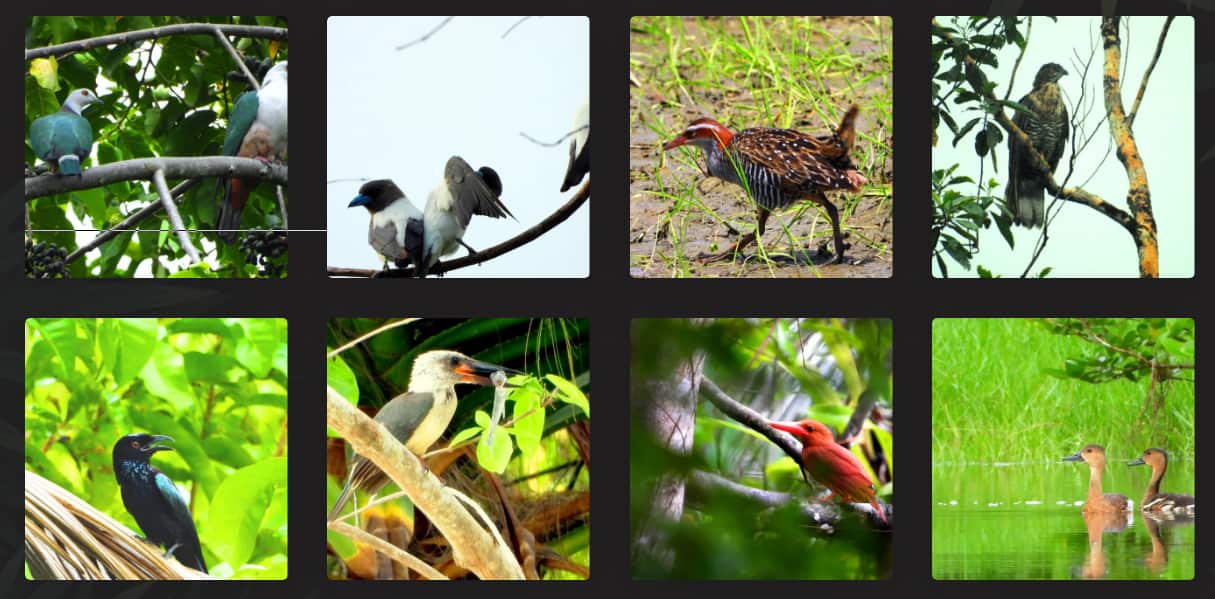 Bird species in Sulawesi in danger of extinction