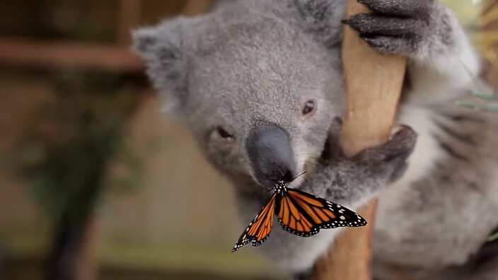 Koala Willow im Symbio Wildlife Park in Helensburgh NSW