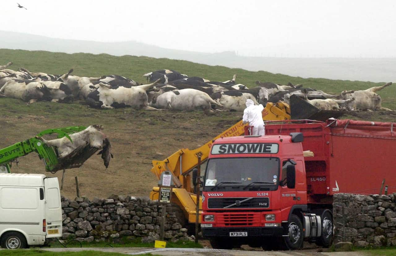 Foot and Mouth Disease Slaughter