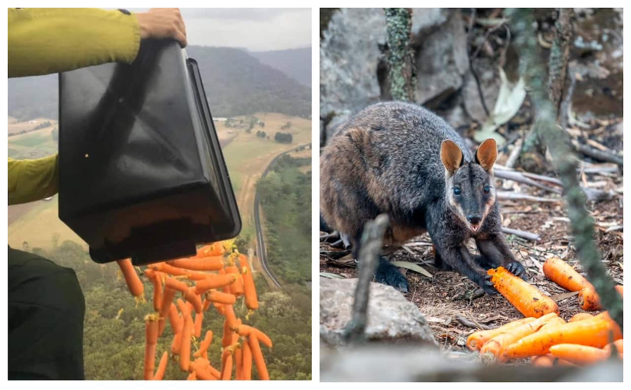 carrots and sweet potato were dropped across fire-affected areas in New South Wales