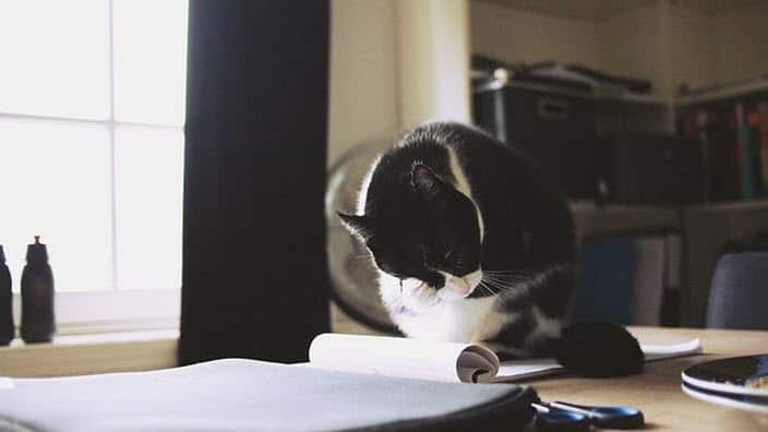 宠物花销让账单不可直视？