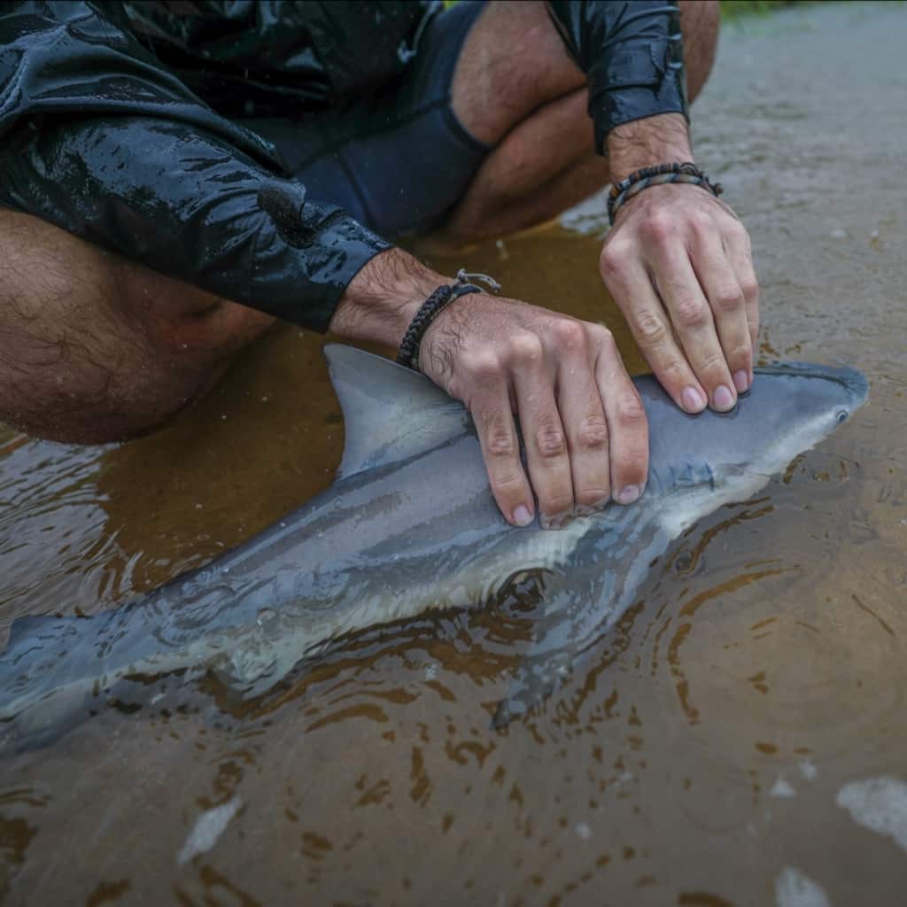 Nicolas tagged ein Jungtier