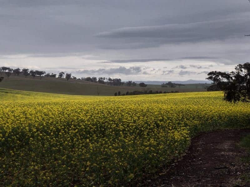 Rain clouds are seen forming outside the regional NSW town of Harden.