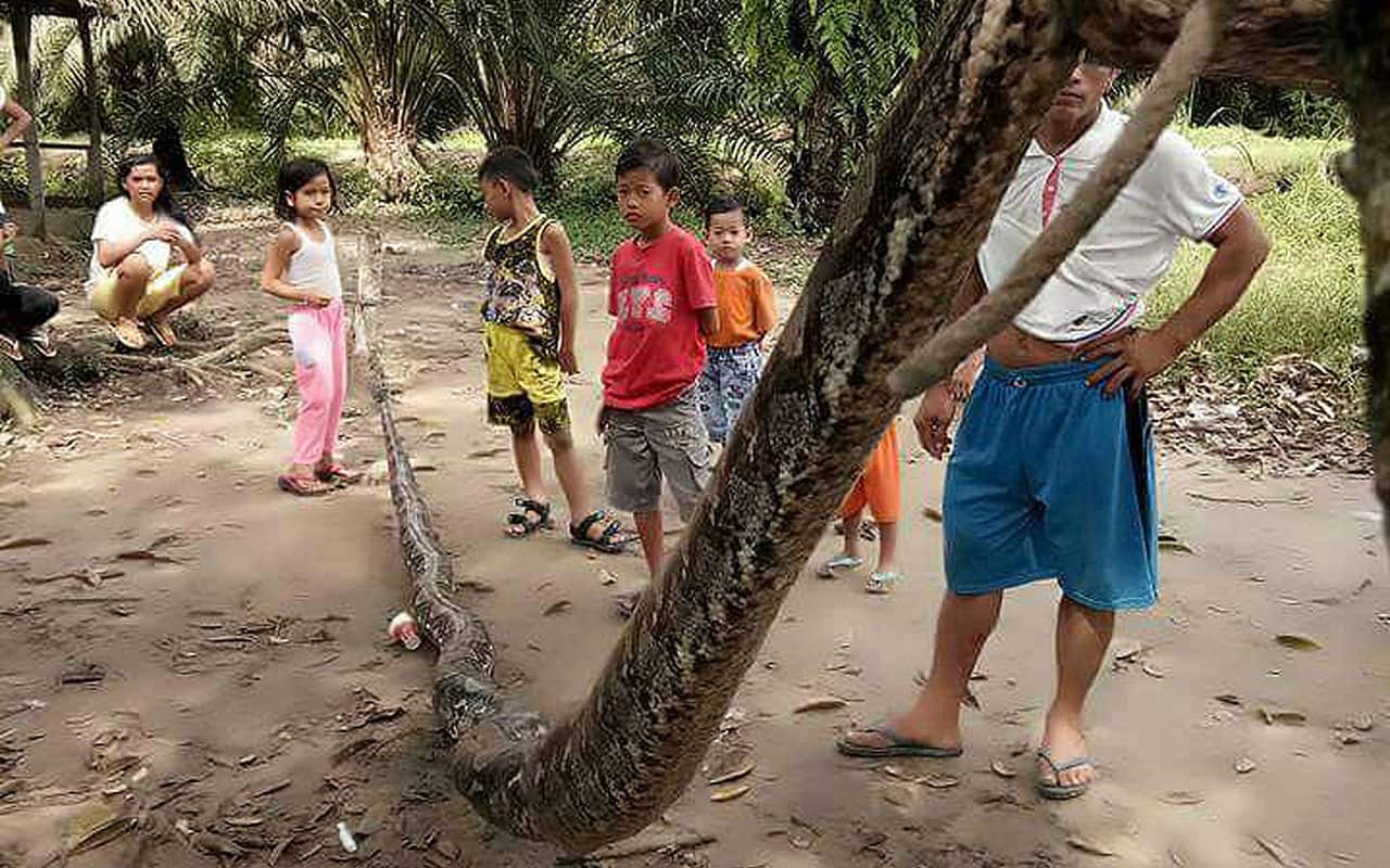 Villagers standing next to a seven meter long python which was killed after it attacked and injured an Indonesian man in Batang Gansal, Riau, Indonesia. 