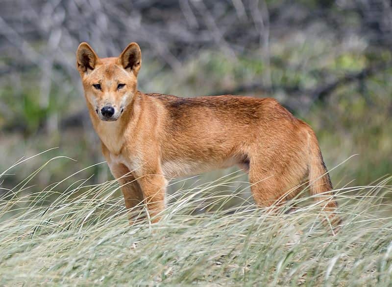 Visitors to the island are warned to stay away from dingo packs.