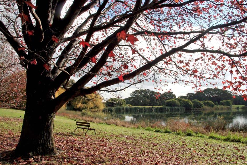 autumn leaves in centenial park