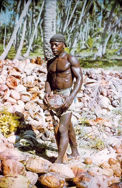 A Chagossian and his final coconut harvest, photographed at the time of the first United States encampment (1971).