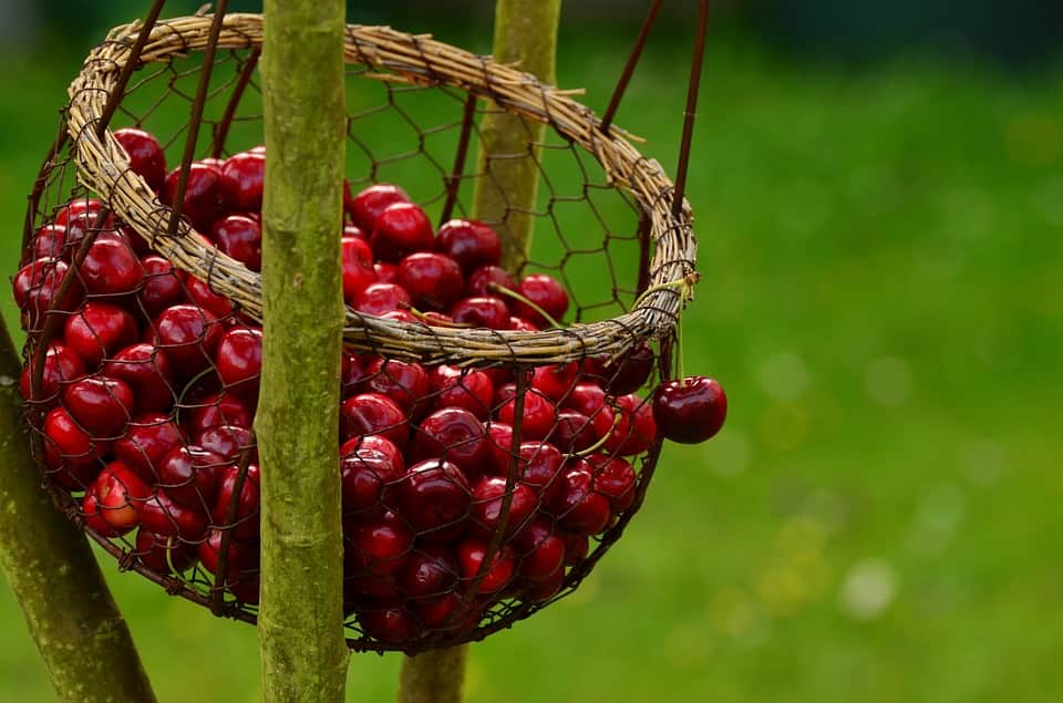 The best place to go cherry picking in NSW
