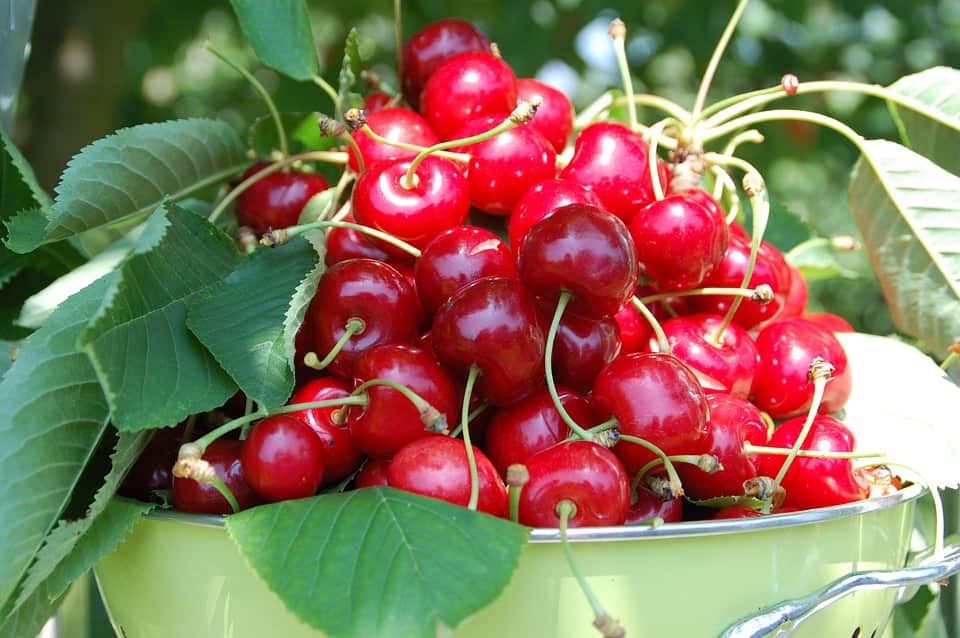 Cherries Harvest Collection Garden Fruit