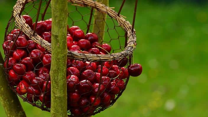 Cherries