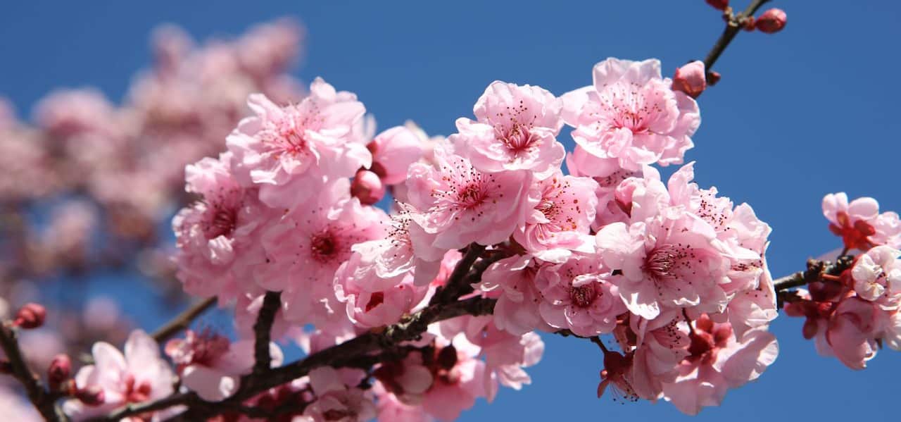 Sydney Cherry Blossom Festival 