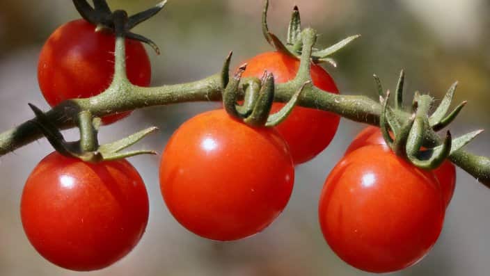 cherry tomatoes