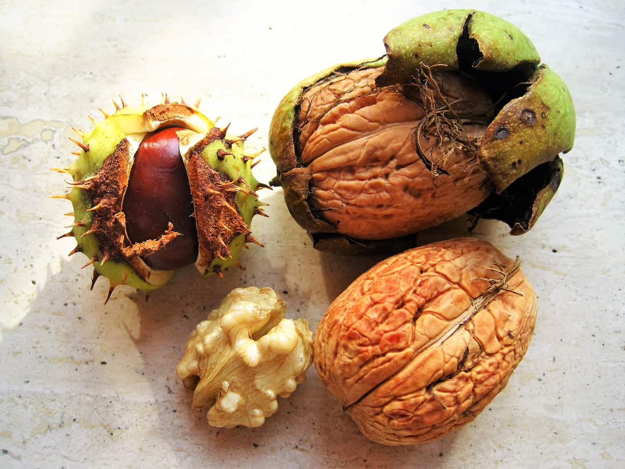 Chestnut and walnut