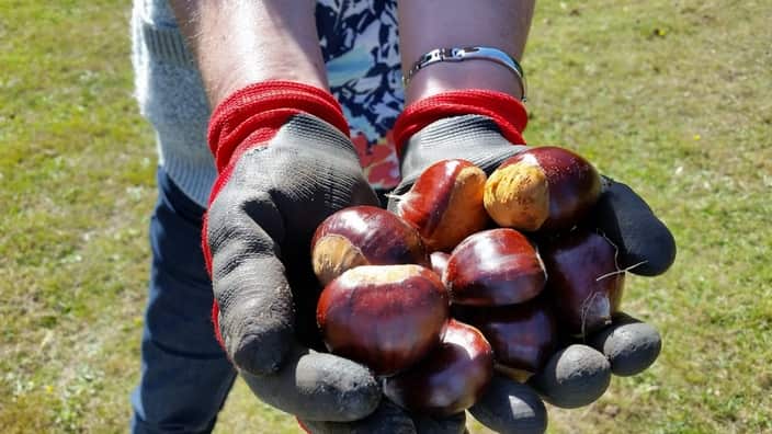 Chestnuts