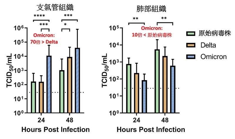 Omicron變異株相較於Delta變異株，於人類支氣管組織的感染和複製多近70倍，所以Omicron會傳播得更快
