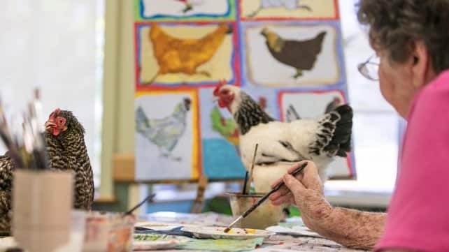 Chickens
