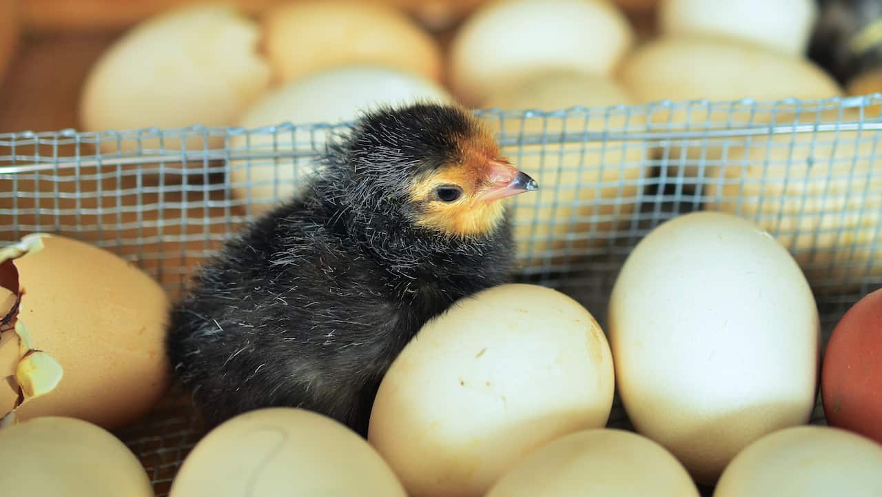 Chicks and eggs