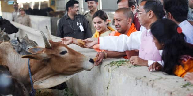 Uttar Pradesh Chief Minister Yogi Adityanath Feeds Cows In Lucknow