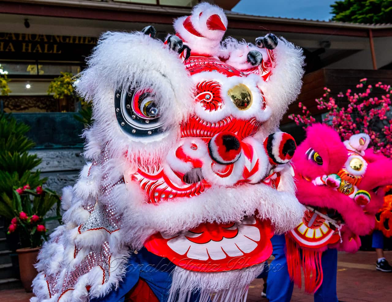 Lion Dance, Lunar New Year
